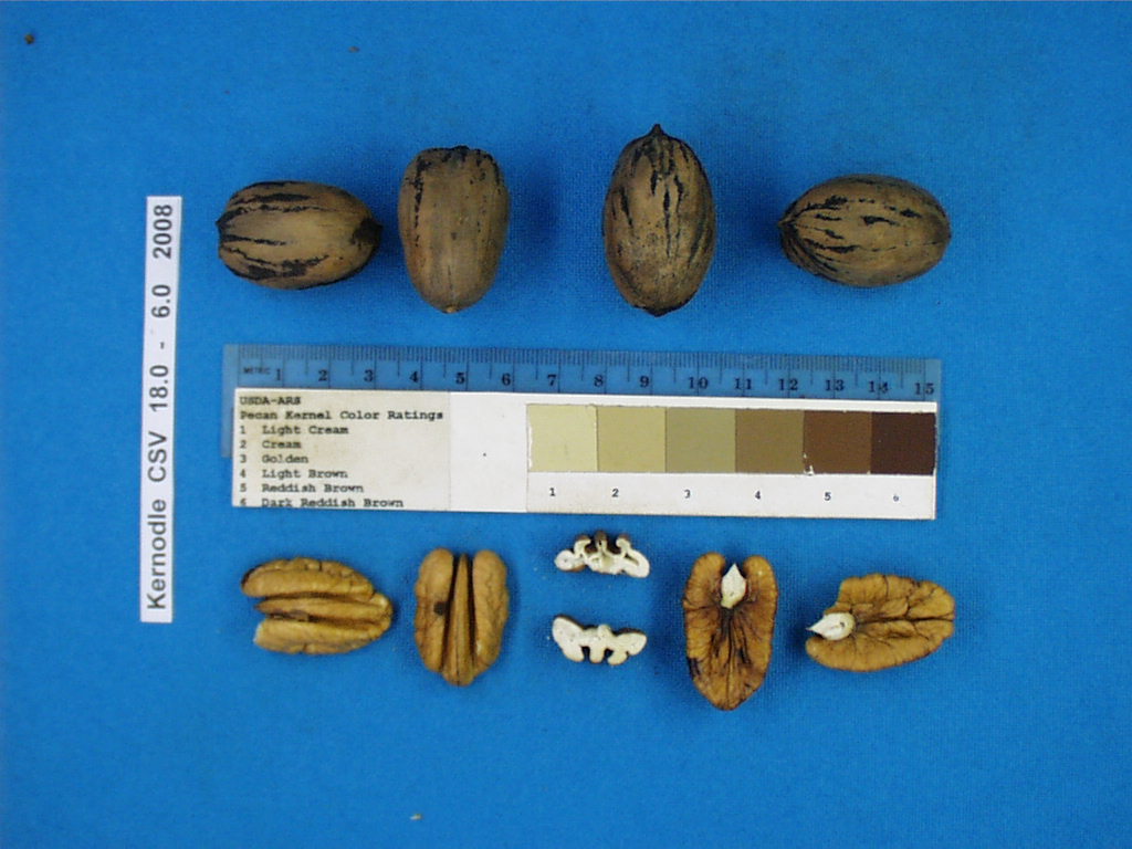 Click for 3 image(s) for this accession. Image